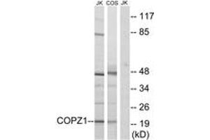 Western Blotting (WB) image for anti-Coatomer Protein Complex, Subunit zeta 1 (COPZ1) (AA 11-60) antibody (ABIN2890228) (COPZ1 抗体  (AA 11-60))