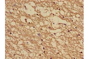 Immunohistochemistry of paraffin-embedded human brain tissue using ABIN7160905 at dilution of 1:100 (NDUFA5 抗体  (AA 38-114))