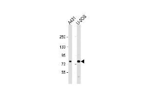 All lanes : Anti-N1A2 Antibody (Center) at 1:2000 dilution Lane 1: A431 whole cell lysate Lane 2: U-2OS whole cell lysate Lysates/proteins at 20 μg per lane. (MAN1A2 抗体  (AA 342-373))