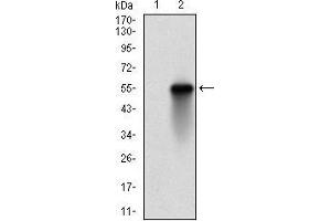 Western blot analysis using UBE2C mAb against HEK293 (1) and UBE2C (AA: FULL(1-179))-hIgGFc transfected HEK293 (2) cell lysate.