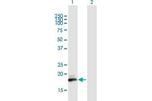 Western Blot analysis of ISG20 expression in transfected 293T cell line by ISG20 MaxPab polyclonal antibody. (ISG20 抗体  (AA 1-181))