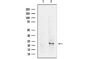 anti-R-Ras (Internal Region) antibody