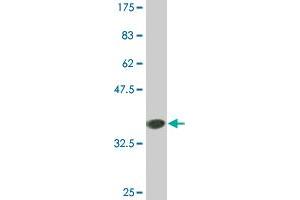 Western Blot detection against Immunogen (35. (COX6B1 抗体  (AA 1-86))