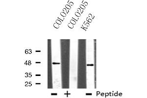 Western blot analysis of extracts from COLO205/K562 cells, using TEAD1 antibody. (TEAD1 抗体  (Internal Region))