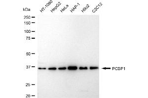 Western blotting analysis using PCBP1 antibody (ABIN7800958). (Recombinant Poly Binding Protein 1 抗体)