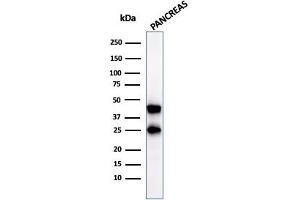 Western Blot Analysis of pancreatic tissue lysate using CPA1 Mouse Monoclonal Antibody (CPA1/2712). (CPA1 抗体)