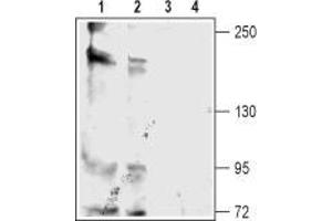 Western blot analysis of rat (lanes 1 and 3) and mouse (lanes 2 and 4) brain membranes: - 1,2. (KCNT2 抗体  (C-Term, Intracellular))