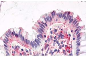 Anti-GPR15 antibody  ABIN1048731 IHC staining of human colon, surface epithelium. (GPR15 抗体  (Cytoplasmic Domain))