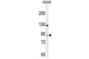 TAGAP Antibody (Center) western blot analysis in A549 cell line lysates (35µg/lane).