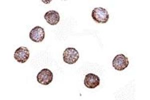 Immunohistochemistry (IHC) image for anti-Ribonuclease H2, Subunit A (RNASEH2A) (Middle Region) antibody (ABIN1031071) (RNASEH2A 抗体  (Middle Region))