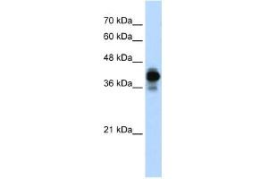 HNRPC antibody used at 0.