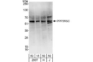 Western Blotting (WB) image for anti-Protein Phosphatase 2, Regulatory Subunit B', gamma (PPP2R5C) (AA 490-524) antibody (ABIN7454962)