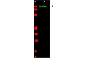 Image no. 1 for anti-Slit Homolog 2 (Drosophila) (SLIT2) (AA 484-500) antibody (ABIN199959) (SLIT2 抗体  (AA 484-500))