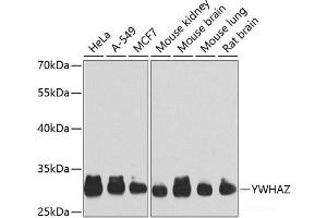 Western blot analysis of extracts of various cell lines using YWHAZ Polyclonal Antibody at dilution of 1:1000. (14-3-3 zeta 抗体)