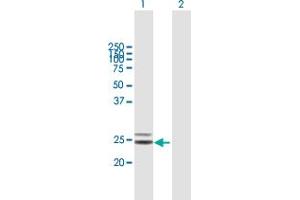 Western Blot analysis of COQ4 expression in transfected 293T cell line by COQ4 MaxPab polyclonal antibody. (COQ4 抗体  (AA 1-265))