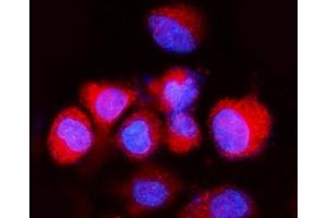 IF analysis of ATP6V1A using anti-ATP6V1A antibody (ABIN7599916).
