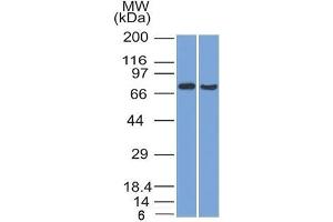 Western Blot (1) HeLa and (2) HepG2 cell lysate using TCF4 Mouse Monoclonal Antibody (TCF4/1705). (TCF4 抗体  (AA 365-671))