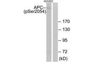 Western blot analysis of extracts from HuvEc cells treated with PMA 125ng/ml 30', using APC (Phospho-Ser2054) Antibody. (APC 抗体  (pSer2054))