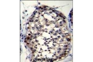 ROPN1L Antibody (N-term) (ABIN655789 and ABIN2845219) immunohistochemistry analysis in formalin fixed and paraffin embedded human testis tissue followed by peroxidase conjugation of the secondary antibody and DAB staining. (ROPN1L 抗体  (N-Term))