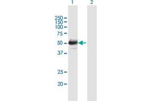 Western Blot analysis of LHX4 expression in transfected 293T cell line by LHX4 MaxPab polyclonal antibody. (LHX4 抗体  (AA 1-390))