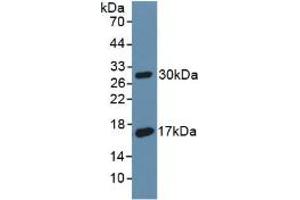 Western blot analysis of recombinant Rat DAF. (CD55 抗体  (AA 254-372))