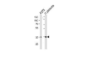 AKR1B1 Antibody (C-term) (ABIN389205 and ABIN2839363) western blot analysis in  cell line and human placenta tissue lysates (35 μg/lane). (AKR1B1 抗体  (C-Term))