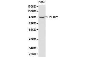 Western Blotting (WB) image for anti-RalA Binding Protein 1 (RALBP1) antibody (ABIN1874541) (RALBP1 抗体)