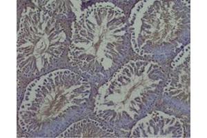 Rat testis tissue was stained by Rabbit Anti-INSL-7 / Relaxin-3, B Chain (Human) at 1:50 (Relaxin 3 抗体  (Chain B))