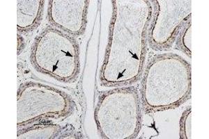 Expression of AQP9 in rat epididymis - Immunohistochemical staining of rat testis paraffin embedded section using Anti-Aquaporin 9 Antibody (ABIN7042945 and ABIN7045206), (1:100). (AQP9 抗体  (Intracellular, N-Term))