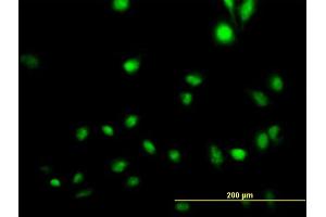 Immunofluorescence of purified MaxPab antibody to CREB5 on HeLa cell. (CREB5 抗体  (AA 1-508))
