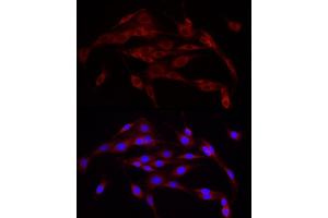 Immunofluorescence analysis of PC-12 cells using Calnexin Rabbit pAb (ABIN7266031) at dilution of 1:25 (40x lens).
