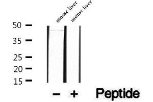 Western blot analysis of extracts of mouse liver tissue, using PAFAH2 antibody. (PAFAH2 抗体  (Internal Region))