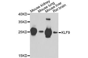Western blot analysis of extracts of various cell lines, using KLF9 antibody (ABIN5974329) at 1/1000 dilution. (KLF9 抗体)
