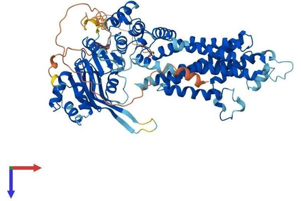 ABCG1 Protein (AA 1-678) (His tag)