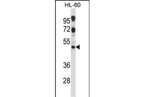 HTR2C Antibody (Center) (ABIN657817 and ABIN2846784) western blot analysis in HL-60 cell line lysates (35 μg/lane). (HTR2C 抗体  (AA 253-282))