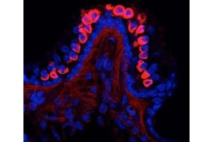 Mouse cochlea immunofluorescence.