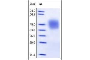 SDS-PAGE (SDS) image for Fc Fragment of IgG, Low Affinity IIIa, Receptor (CD16a) (FCGR3A) (AA 17-208) (Active) protein (His tag) (ABIN2181078)