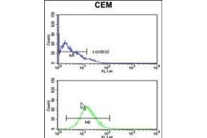 BAT4 Antibody (C-term) (ABIN652667 and ABIN2842448) flow cytometry analysis of CEM cells (bottom histogram) compared to a negative control cell (top histogram). (BAT4 抗体  (C-Term))