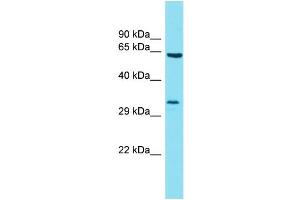 Host: Rabbit Target Name: BTBD19 Sample Type: 721_B Whole Cell lysates Antibody Dilution: 1. (BTBD19 抗体  (C-Term))