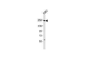 Anti-Smarca4 Antibody (C-term)at 1:2000 dilution + K562 whole cell lysates Lysates/proteins at 20 μg per lane. (SMARCA4 抗体  (C-Term))