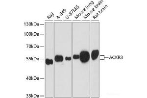 Western blot analysis of extracts of various cell lines using ACKR3 Polyclonal Antibody at dilution of 1:3000. (CXCR7 抗体)