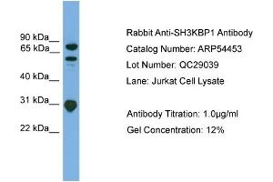 WB Suggested Anti-SH3KBP1  Antibody Titration: 0. (SH3KBP1 抗体  (N-Term))