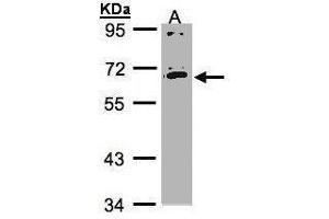 Western blot analysis of 30 ug whole cell lysate (A:HeLa S3) using a 7.