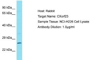 Host: Rabbit Target Name: CXorf23 Sample Type: NCI-H226 Whole cell lysates Antibody Dilution: 1. (CXORF23 抗体  (C-Term))