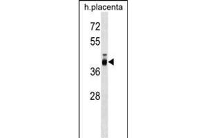 ZP3 Antibody (C-term) (ABIN1537191 and ABIN2848874) western blot analysis in human placenta tissue lysates (35 μg/lane). (Zona Pellucida Glycoprotein 3 抗体  (C-Term))