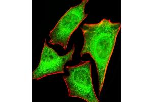 Fluorescent image of Hela cells stained with PRS4 Antibody (C-term) (ABIN1881692 and ABIN2843376). (PSMC1 抗体  (C-Term))