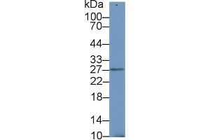 Western Blot; Sample: Mouse Testis lysate; Primary Ab: 1µg/ml Rabbit Anti-Human SDF4 Antibody Second Ab: 0. (SDF4 抗体  (AA 154-362))