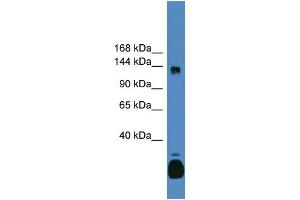 WB Suggested Anti-C10orf12 Antibody Titration: 0. (Lcor 抗体  (C-Term))