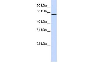 WB Suggested Anti-ENOX1 Antibody Titration:  0. (ENOX1 抗体  (Middle Region))