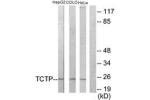 Western blot analysis of extracts from HepG2/COLO205/HeLa cells, using TCTP Antibody. (TPT1 抗体  (AA 71-120))